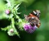 88685 – Photo : Patrick Decreus – France (93)