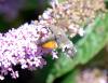 88898 – Photo : Patrick Decreus – France (93)