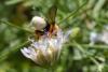 88339 – Photo : Daniel Beretz – France (13)