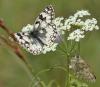88866 – Photo : Pierre SENGEZ – France (04)
