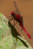 88119 – Photo : Denis Gaschignard – Guyane française