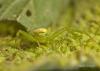 88272 – Photo : Francois Diemert – France (44)