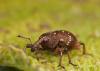 88270 – Photo : Francois Diemert – France (44)