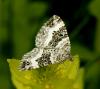 88449 – Photo : Pelouard – France (72)
