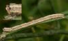 88803 – Photo : Pelouard – France (72)