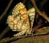 88914 – Photo : Axel Dehalleux – France (89)