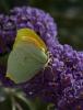 88753 – Photo : Michel Renou – France (04)