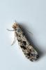 88221 – Photo : Christophe Quintin – France (21)