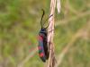 88188 – Photo : Hozroe – France (09)