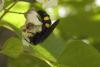88379 – Photo : Michel Renou – France (04)