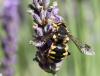 88443 – Photo : Jean-Marc PILLIERE – France (13)