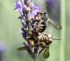 88445 – Photo : Jean-Marc PILLIERE – France (13)