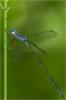 88966 – Photo : Jacques-Alexis Real – Martinique