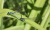 88559 – Photo : alain Roujas – France (31)