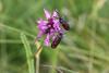 88064 – Photo : Dominique THAUVIN – France (45)