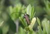 88574 – Photo : Nicolas Lemperier – France (14)