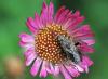 88464 – Photo : patrick derennes – France (44)