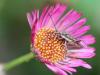 88465 – Photo : patrick derennes – France (44)