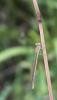 88548 – Photo : alain Roujas – France (31)