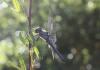 88632 – Photo : alain Roujas – France (31)