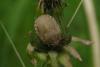 88534 – Photo : Michel Ehrhardt – France (68)
