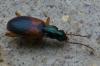 88380 – Photo : Fred Gressent – France (01)