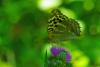 88357 – Photo : Bernard DELEFOSSE – France (04)