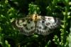 88051 – Photo : Michel Ehrhardt – France (68)