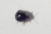 Coptosoma scutellatum