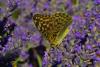 88358 – Photo : Bernard DELEFOSSE – France (84)