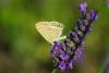 88214 – Photo : Bernard DELEFOSSE – France (84)