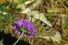 88309 – Photo : Bernard DELEFOSSE – France (84)