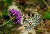 88311 – Photo : Bernard DELEFOSSE – France (84)