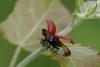 88135 – Photo : Michel Ehrhardt – France (68)