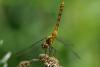 88331 – Photo : Michel Ehrhardt – France (68)