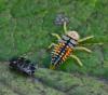 88461 – Photo : Josselyne Bayle – France (33)