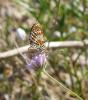 88255 – Photo : Pitchou Shinto – France (13)