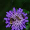 88690 – Photo : Pascal Vigneron – France (52)