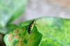 88345 – Photo : Bartolome Joseph – France (42)