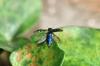 88346 – Photo : Bartolome Joseph – France (42)