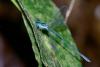 88174 – Photo : Denis Gaschignard – Guyane française
