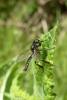 88912 – Photo : Patrick Le Mao – France (35)