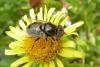 88524 – Photo : Patrick Le Mao – France (35)