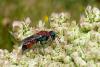 88859 – Photo : Patrick Le Mao – France (35)