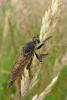88736 – Photo : Patrick Le Mao – France (22)