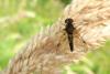 88767 – Photo : Patrick Le Mao – France (22)