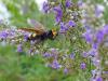 88425 – Photo : Agapit Alain – France (83)