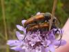 88688 – Photo : Pierre Cabrol – France (11)