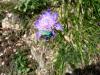 88038 – Photo : Annie Renaud – France (34)