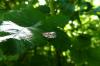 88283 – Photo : Vita – France (53)